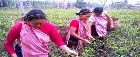 Sustainable Livelihoods for Small Tea Growers